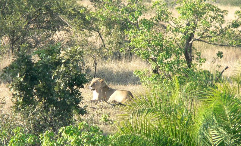 JAR 256_lev.JPG - I nám trvalo dobrou půlhodinu, než jsme se dostali na výhodné místo. Nakonec jsme vyfotili jen lvice, samec je ve smečce jen jeden a byl dobře schován.